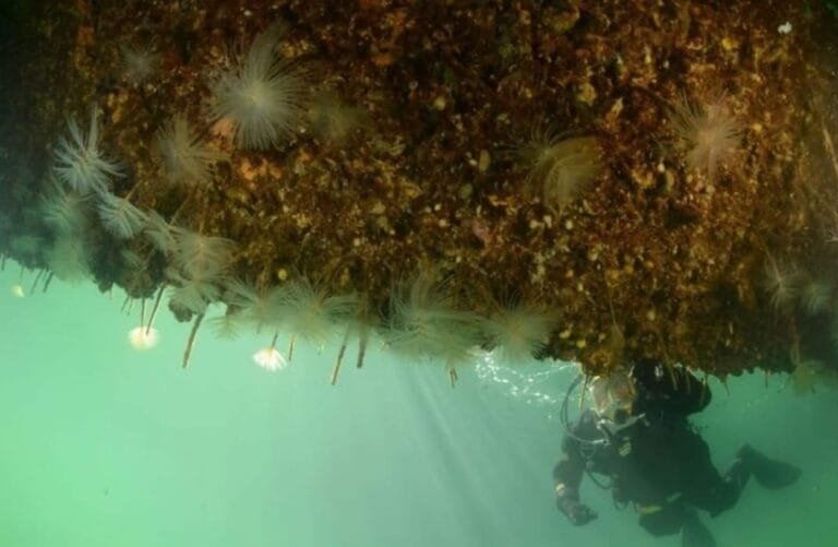 Hull Cleaning